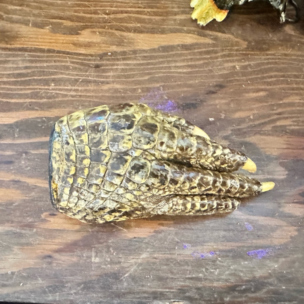 Vintage Unique Crocodile Claw belt buckle